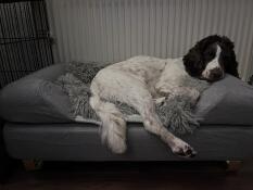The grey Topology Bolster Dog Bed with gold rail feet.
