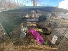Two rabbits inside the Zippi Rabbit Run.