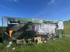 Spacious Outdoor Rabbit Run in garden, decorated with spiders and cobwebs for Halloween.