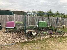 A chicken coop connected to a large run, with another coop inside the run