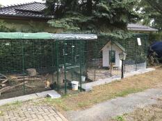 Chickens in their large walk-in run with a porch