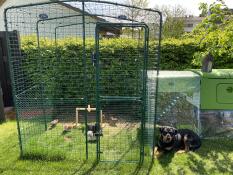 Chickens and Eglu Cube Large Chicken Coop and Run and Omlet Walk in Chicken Run