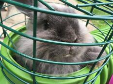 Bubbles having a nosey