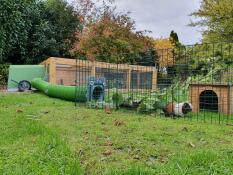 Omlet Eglu Guinea Pig Hutch connected to Run with Zippi Tunnel