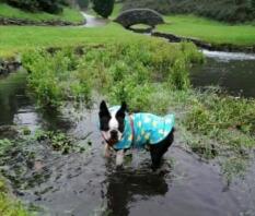 Dog in water