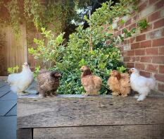 five different coloured bantam chickens perched on a wooden sleeper