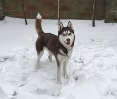 Siberian Husky in snow