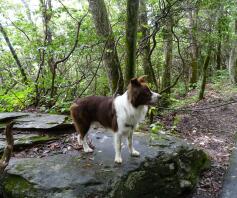 Australian Shepherd dog on a walk in a forest