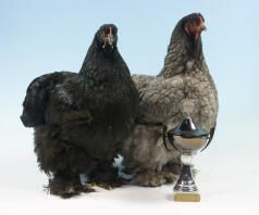 A pair of prize winning cochin chickens.