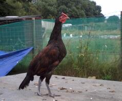 A derbyshire radcap chicken standing proud.