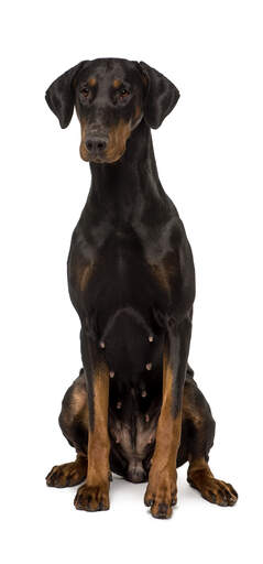 A beautiful female Doberman Pinscher sitting tall