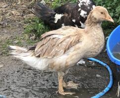 Geese in mud