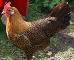 Campine Chicken in garden