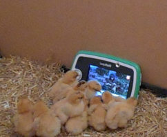 Our chicks watching Shaun the Sheep!