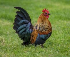 Chicken in garden