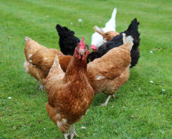 Someof our rescued ex batts and free range commercial girls
