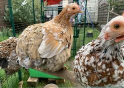 Pekins love their perch. 