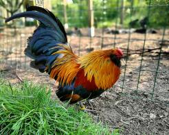 a large black and orange cockerel