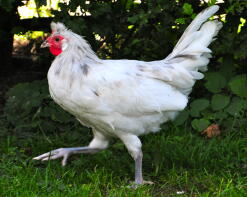 An appenzeller spitzhanben cockerel.