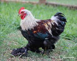 Our asil chicken called Lucky.