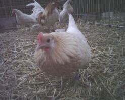 Dutch Bantam chicken looking into camera