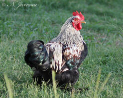 An indian game chicken free ranging.