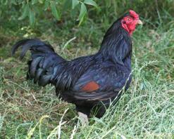 A black indian game chicken.
