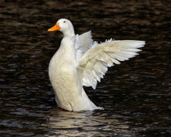 A pekin duck on the water.