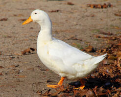 A pekin duck walking on the sand.