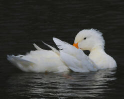 A pekin duck swimming.