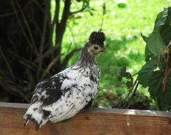 Chicken sitting on fence