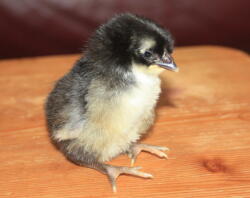 A la fleche chick - one day old.