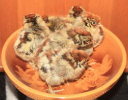 Golden Campine Chicks in bowl