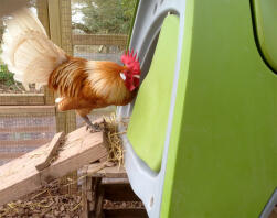 Friesian chicken walking into an Eglu chicken coop.