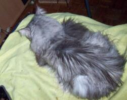 a grey maine coon cat lying on a blanket