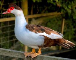 Pretty muscovey ducks in chocolate and white.