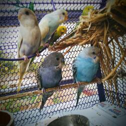 Budgies in cage