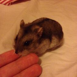 Can russian dwarf sales hamsters eat cheese