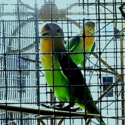 Parrots in cage