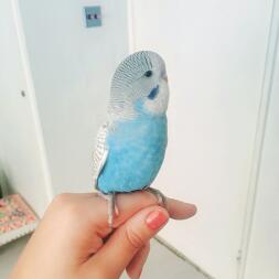 Budgie sitting on hand