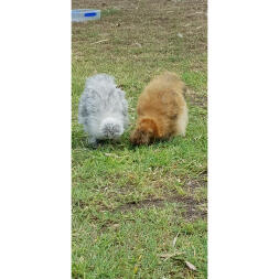 My silkie hens