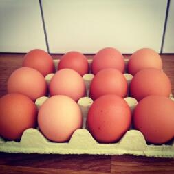 A tray of eggs freshly laid.