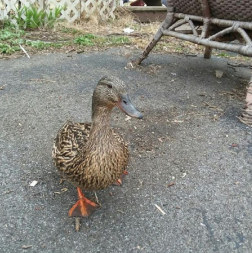 Duck in backyard