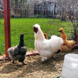 Our silkie flock