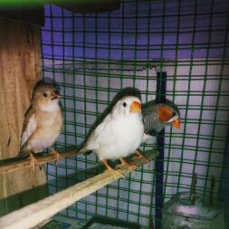 three brown white orange and black birds perching in a cage