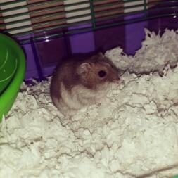 Sunfire dj hamster 2025
