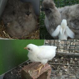 a grey first time mum silkie chicken with it's white chicks