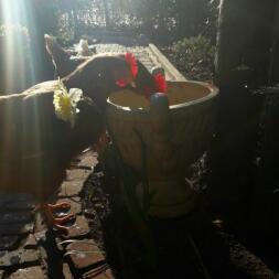 A chicken looking for worms inside a flower pot.