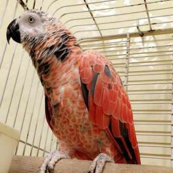a red white and black parrot in an indoor aviary perched on top of a wooden stick