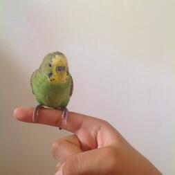 A little bird peaching on a finger.